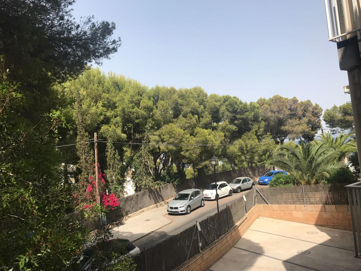 Mimosin Palma di Maiorca